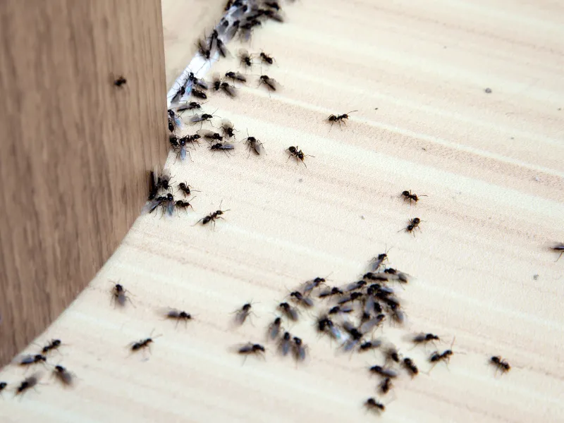 Crawling & Flying Insect Control services