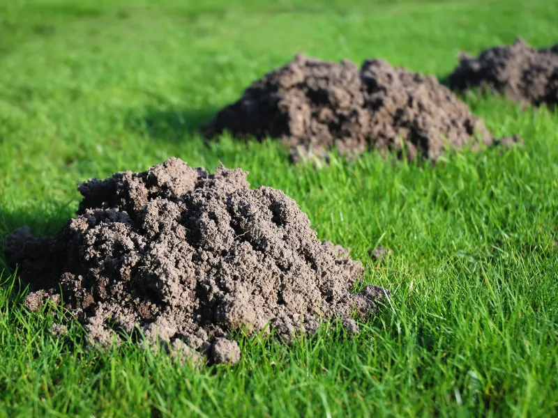 Mole Control services