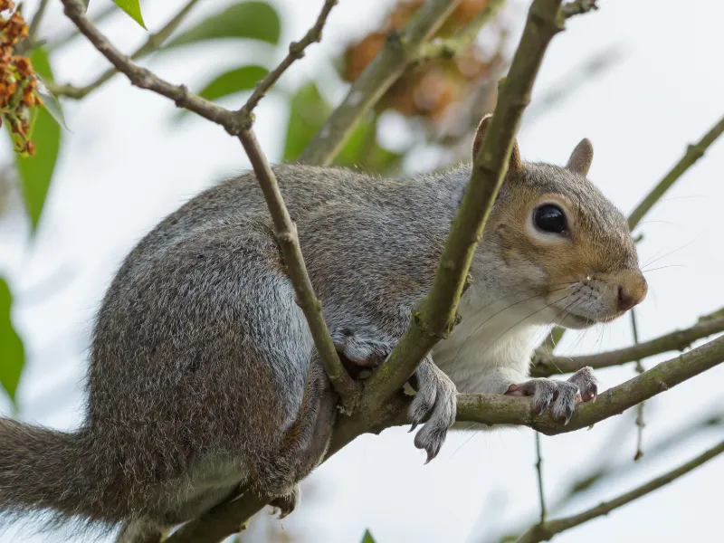 Wildlife & Squirrel Control services