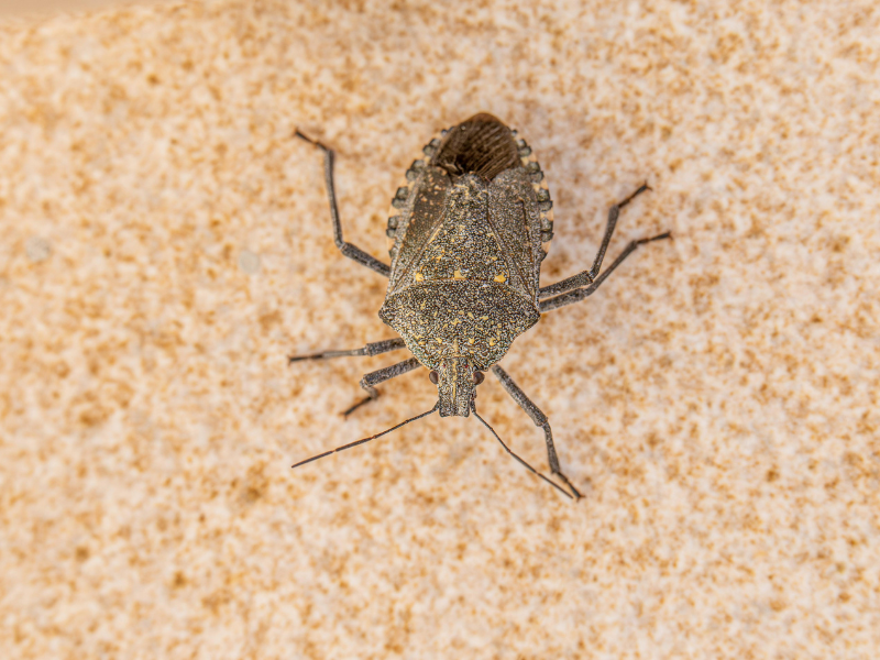 Professional Bed Bug Treatment in Warrington service visit