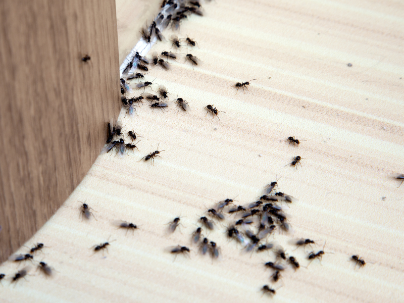 Professional Crawling & Flying Insect Control in Warrington service visit