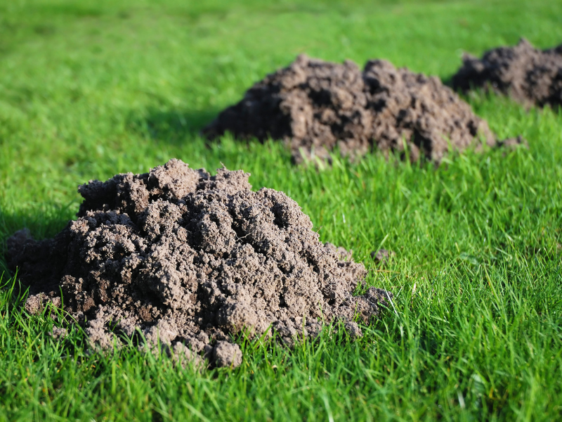 Professional Mole Control in Warrington service visit