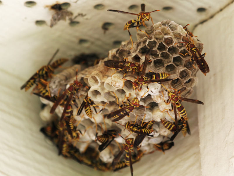 Professional Wasp Nest Removal in Warrington service visit