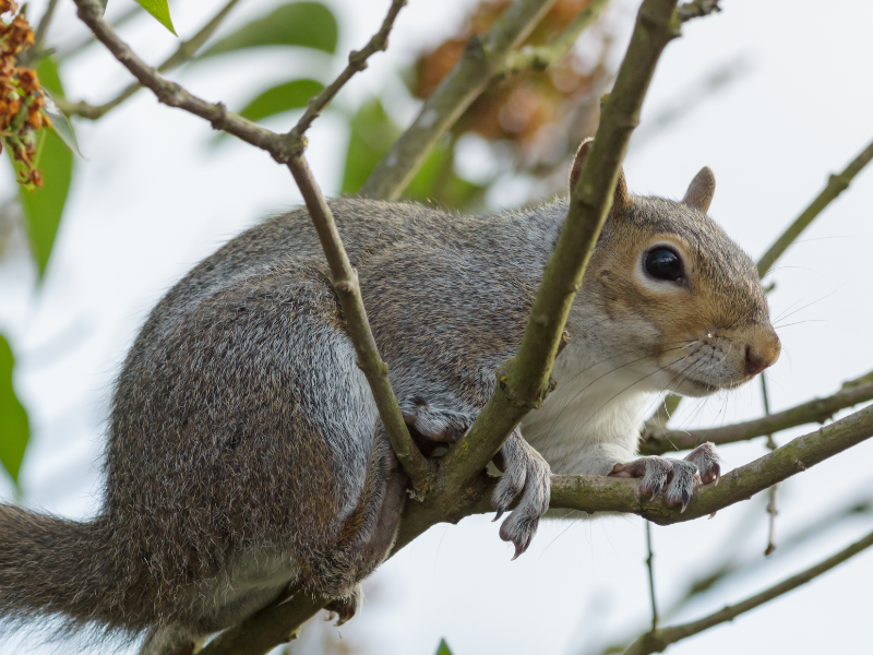 Professional Wildlife & Squirrel Control in Warrington service visit