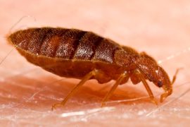 bed bug control warrington