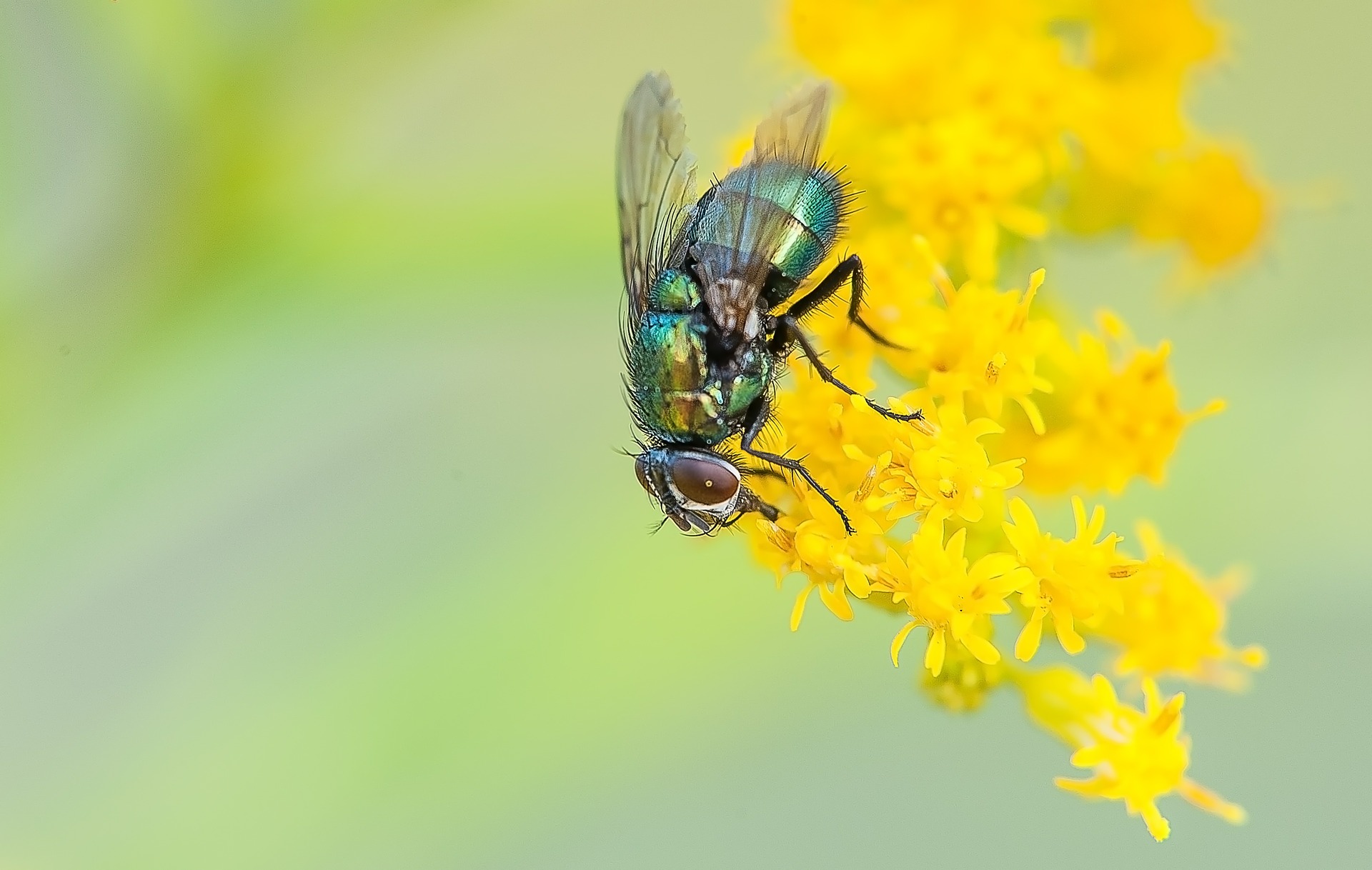 Fly Control Warrington