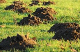 Mole Control Warrington