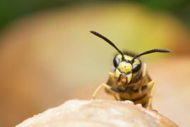 Wasp Control Warrington