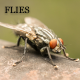 Fly-Control-Warrington