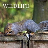 Wildlife-Control-Warrington