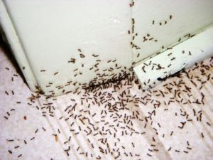 Ant infestation