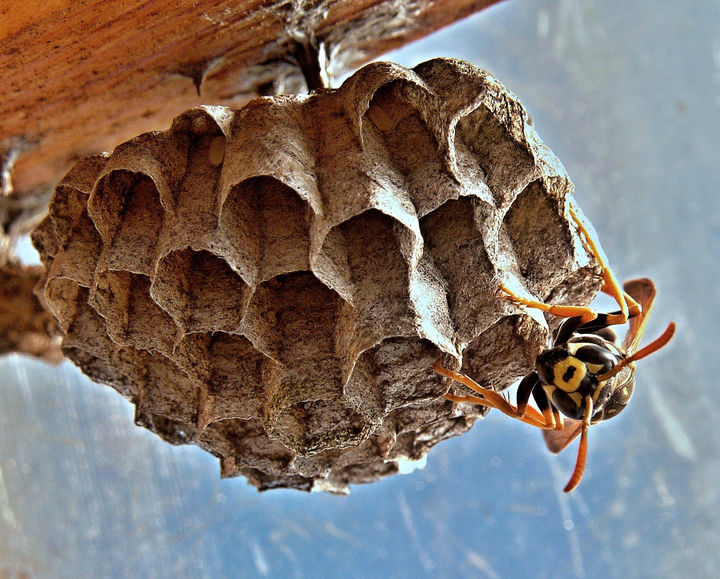 wasps are coming