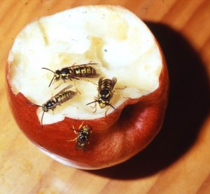 Wasp on apple