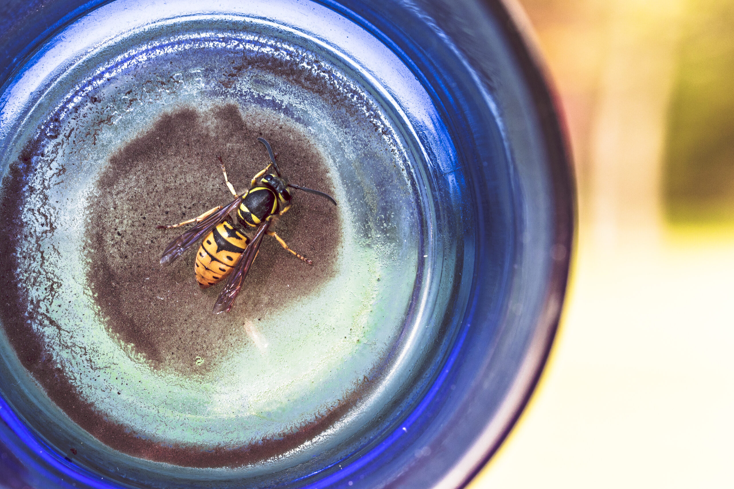 wasps in summer