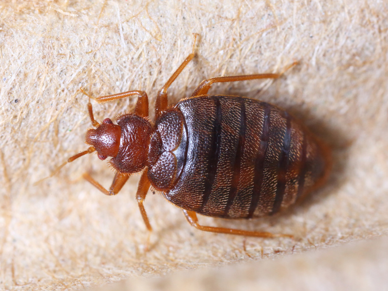 Bedbug biter on BA flight in business class!