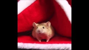 Christmas Mouse