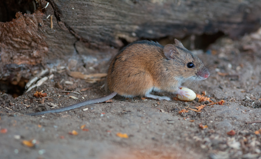 I saw a Mouse – Where? There on the stair…..