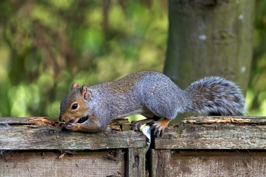 Squirrel eating peanuts