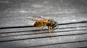 Wasps, Ants and all kinds of ‘crawley’ things!