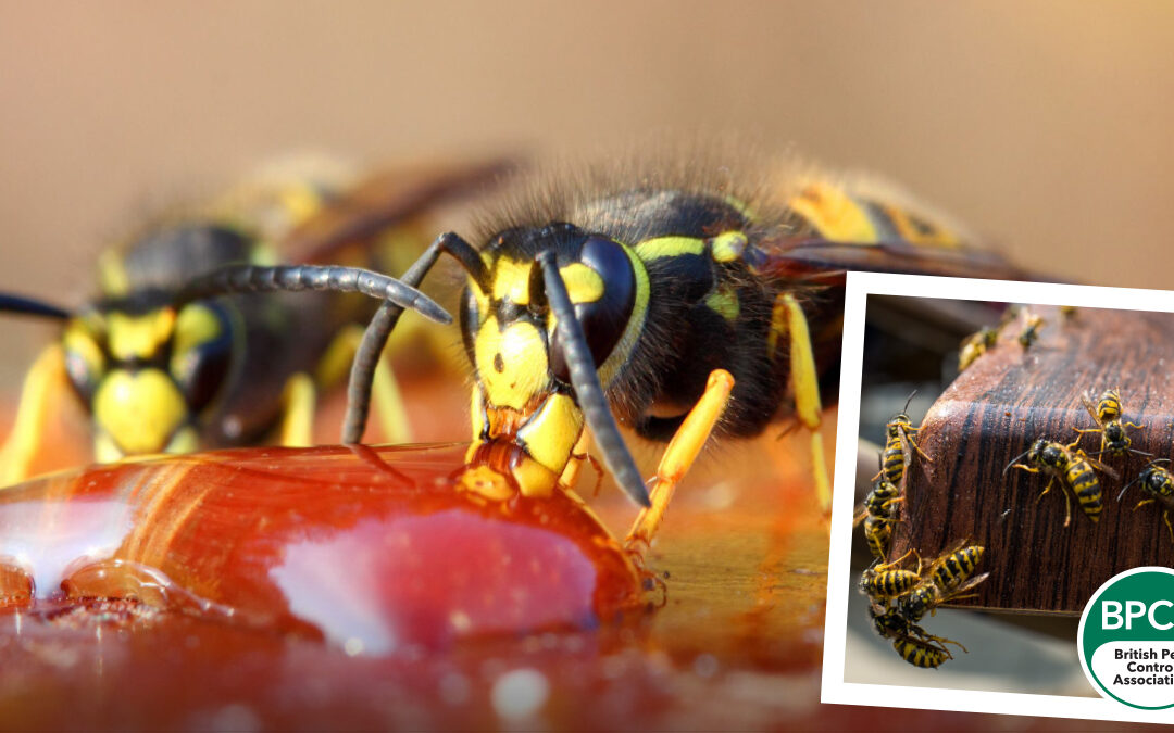 Wasps…… Its grim up North!