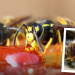 Wasps this Spring